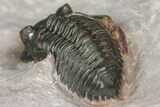 Pseudocryphaeus (Cryphina) Trilobite - Lghaft, morocco #153909-1